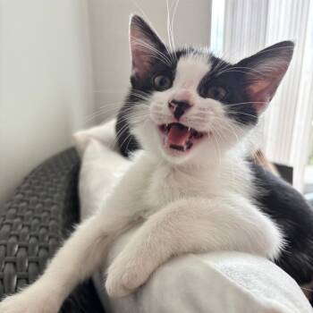 Beckett -  Domestic Short Hair Cat for Adoption in Fort Lauderdale, Florida - Beckett | PetCurious