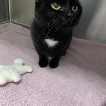 Georgia -  Manx and Domestic Short Hair Cat for Adoption in Georgetown, Kentucky - Georgia | PetCurious