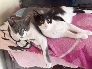 Harold -  Domestic Short Hair Cat for Adoption in Williamsville, New York - Harold | PetCurious