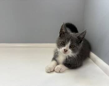 DIZZY -  Domestic Short Hair Cat for Adoption in Fort Wayne, Indiana - DIZZY | PetCurious