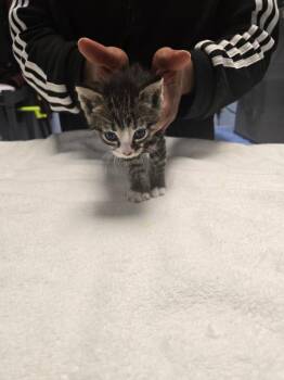 Domestic Long Hair Cats Available for Adoption in Detroit, Michigan - Charlie Brown | PetCurious