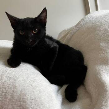 Domestic Short Hair Cats Available for Adoption in Houston, Texas - Obi | PetCurious