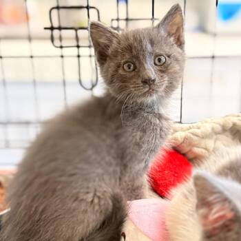 Tawny -  Domestic Short Hair Cat for Adoption in Cumming, Georgia - Tawny | PetCurious