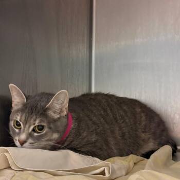 Domestic Short Hair Cats Available for Adoption in Chattanooga, Tennessee - Miss | PetCurious