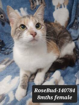 Domestic Short Hair and Dilute Calico Cats Available for Adoption in New York, New York - Rosebud *foster Needed*  | PetCurious