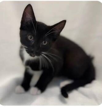 Domestic Short Hair Cats Available for Adoption in Fairfax, Virginia - Charlie | PetCurious