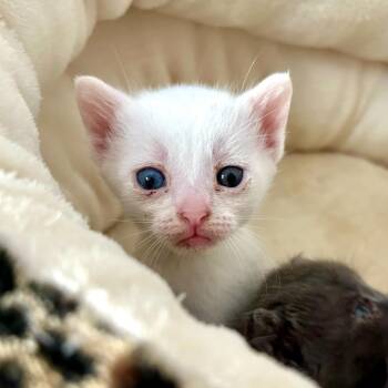 Disco -  Domestic Short Hair Cat for Adoption in Houston, Texas - Disco | PetCurious