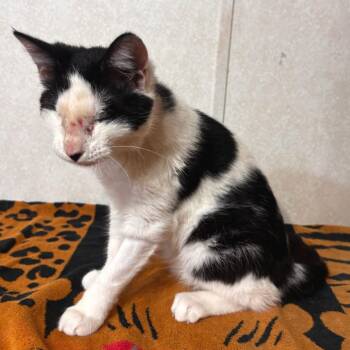 Get Up Kid -  Domestic Short Hair Cat for Adoption in Belleville, Illinois - Get Up Kid | PetCurious