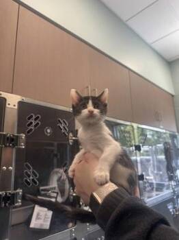 Lincoln -  Domestic Medium Hair and Domestic Short Hair Cat for Adoption in Fishers, Indiana - Lincoln | PetCurious