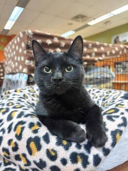 Minn -  Domestic Short Hair Cat for Adoption in Blasdell, New York - Minn | PetCurious