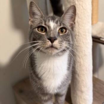 Oliver -  Domestic Short Hair Cat for Adoption in Syracuse, New York - Oliver | PetCurious