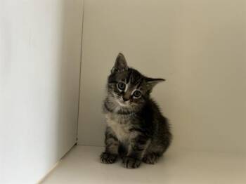 A1274337 -  Domestic Short Hair Cat for Adoption in Winter Haven, Florida - A1274337 | PetCurious