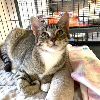 Rescue Domestic Short Hair and Tabby Cats for Adoption in Long Beach, Washington - Emmy | PetCurious