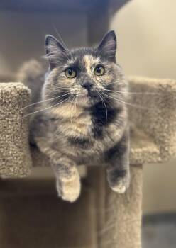 Dolly -  Domestic Medium Hair Cat for Adoption in Arlington, Vermont - Dolly | PetCurious
