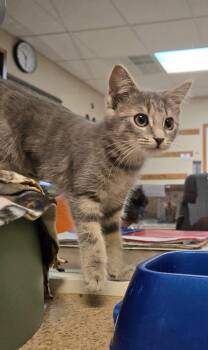 Nibbles -  Domestic Short Hair Cat for Adoption in West Branch, Michigan - Nibbles | PetCurious
