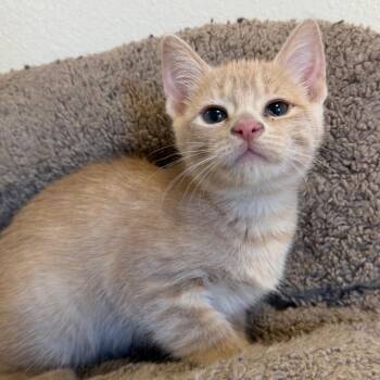 Wednesday -  Domestic Short Hair Cat for Adoption in Cody, Wyoming - Wednesday | PetCurious