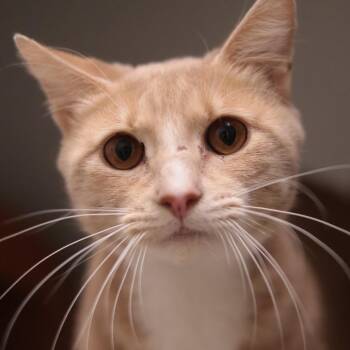 Dean -  Domestic Short Hair Cat for Adoption in Philadelphia, Pennsylvania - Dean | PetCurious