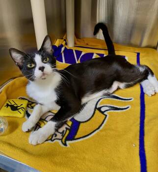 Casey -  Domestic Short Hair and Tuxedo Cat for Adoption in Fargo, North Dakota - Casey | PetCurious