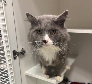 Rescue Domestic Medium Hair Cats for Adoption in Frankfort, Kentucky - Bernard | PetCurious