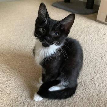 Penny -  Domestic Short Hair Cat for Adoption in Apex, North Carolina - Penny | PetCurious