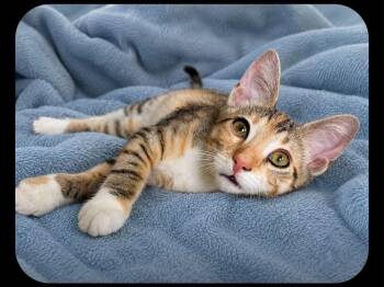 Kiwi MT -  Domestic Short Hair Cat for Adoption in Greenville, South Carolina - Kiwi MT | PetCurious