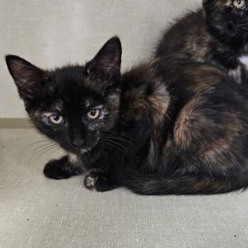 Zara -  Domestic Short Hair Cat for Adoption in Monroe, Michigan - Zara | PetCurious