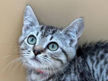 Iris -  Domestic Short Hair Cat for Adoption in Portland, Oregon - Iris | PetCurious