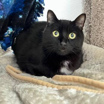 Domestic Short Hair Cats Available for Adoption in Port Angeles, Washington - Puma | PetCurious