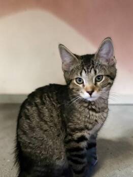 Pico -  Domestic Short Hair Cat for Adoption in Champaign, Illinois - Pico | PetCurious