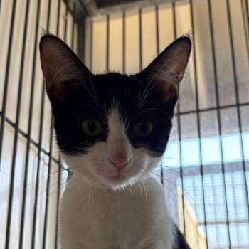 Ivy -  Domestic Short Hair Cat for Adoption in Goleta, California - Ivy | PetCurious
