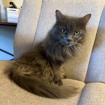 Rescue Domestic Long Hair Cats for Adoption in Lynchburg, Virginia - Storm | PetCurious