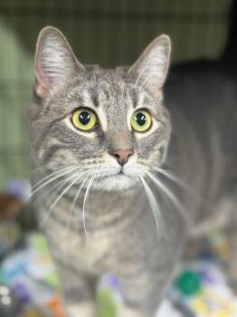 Domestic Short Hair Cats Available for Adoption in Auburn, Indiana - Hillbillie Princess | PetCurious