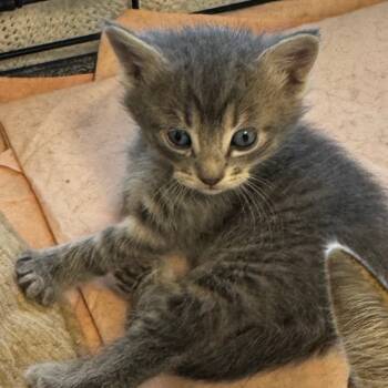 Rescue Domestic Short Hair Cats for Adoption in Clarksdale, Mississippi - Ziggy | PetCurious