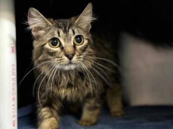 Domestic Medium Hair Cats Available for Adoption in Portland, Oregon - Mila | PetCurious
