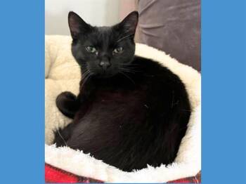 Domestic Short Hair Cats Available for Adoption in Fort Wayne, Indiana - REBEL | PetCurious
