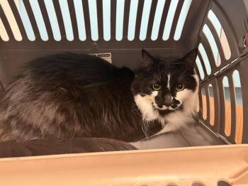 Domestic Long Hair Cats Available for Adoption in Rowlett, Texas - MAISIE | PetCurious