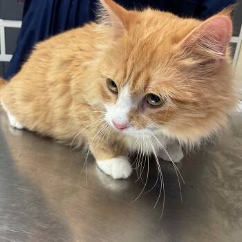 Rescue Domestic Medium Hair Cats for Adoption in Monroe, Louisiana - Daisy | PetCurious