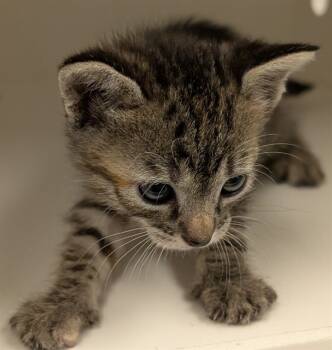 Rescue Domestic Short Hair Cats for Adoption in Ontario, California - LUCY -IN FOSTER | PetCurious