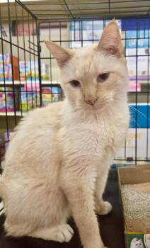 Siamese and Domestic Short Hair Cats Available for Adoption in Red Bank, New Jersey - Tommy Bahama | PetCurious