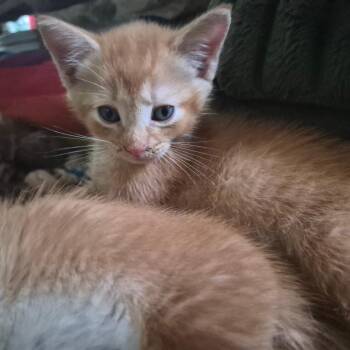 Boomerang -  Domestic Short Hair Cat for Adoption in Charlottesville, Virginia - Boomerang | PetCurious