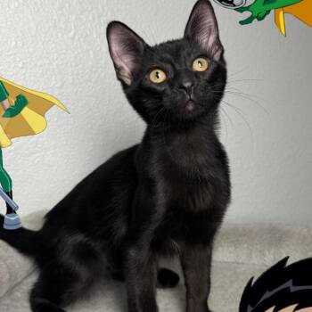 Robin -  Domestic Short Hair Cat for Adoption in League City, Texas - Robin | PetCurious