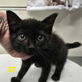 Lyra -  Domestic Short Hair Cat for Adoption in Spokane, Washington - Lyra | PetCurious