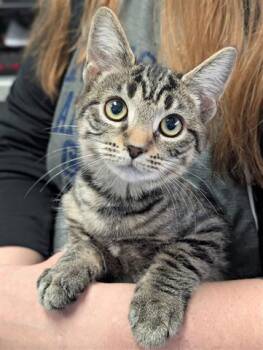Rescue Domestic Short Hair Cats for Adoption in Canfield, Ohio - COFFEE | PetCurious