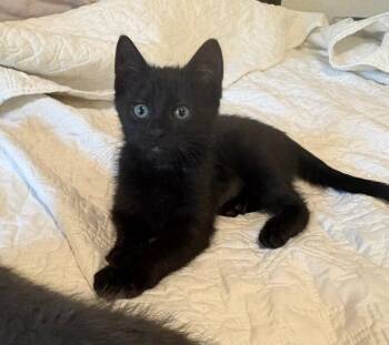Zira -  Domestic Short Hair Cat for Adoption in Fort Collins, Colorado - Zira | PetCurious