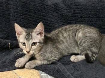 Pearl Wellington -  Domestic Short Hair and Tabby Cat for Adoption in Chandler, Arizona - Pearl Wellington | PetCurious