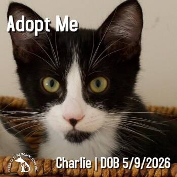 Charlie -  Domestic Short Hair and Tuxedo Cat for Adoption in Hermosa Beach, California - Charlie | PetCurious