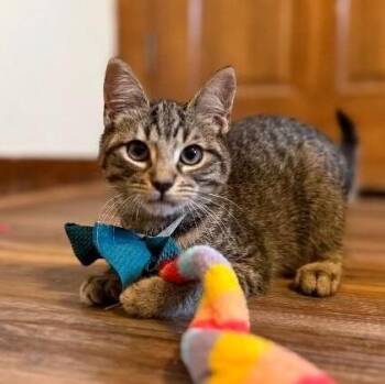 Ernie Muppet -  Tabby and Domestic Short Hair Cat for Adoption in Friendswood, Texas - Ernie Muppet | PetCurious