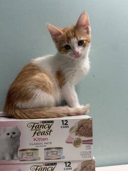 Tabby Cats Available for Adoption in Fenton, Missouri - Van | PetCurious