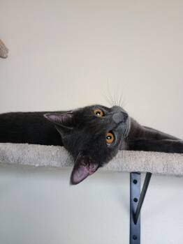 Domestic Short Hair Cats Available for Adoption in Laramie, Wyoming - Guapo | PetCurious