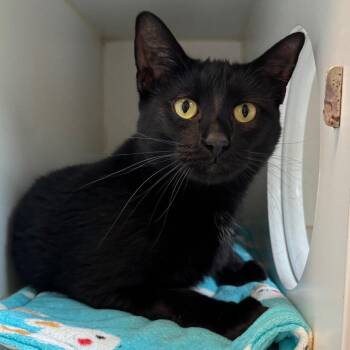 Eclaire -  Domestic Short Hair Cat for Adoption in Naperville, Illinois - Eclaire | PetCurious